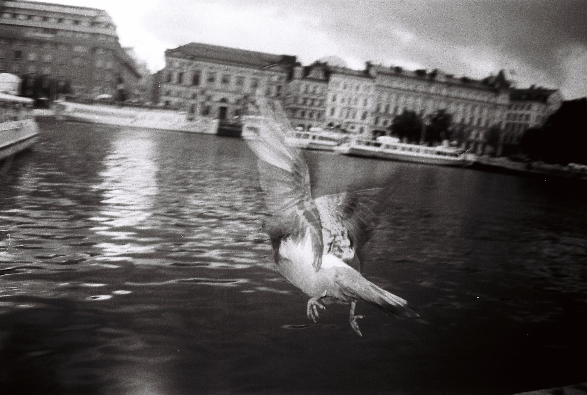 Black and white photo of a pigeon taking flight over a river, grand old buildings along the far quay