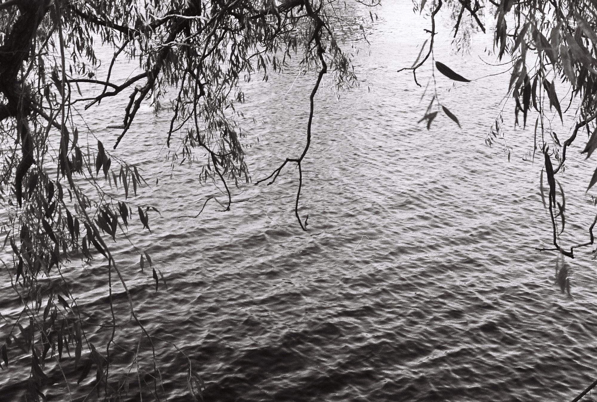 Black and white willow branches hanging over rippling lake water