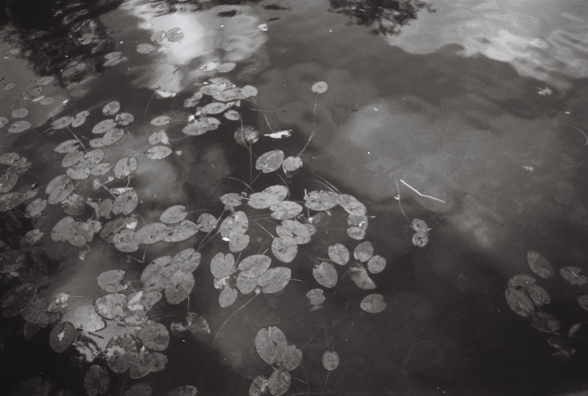 Lily pads floating on a pond, clouds and trees reflected in the water