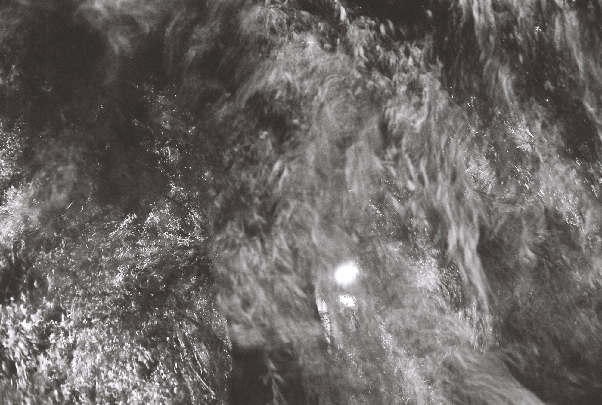 Dense foliage blurred in motion with a single bright spot of light